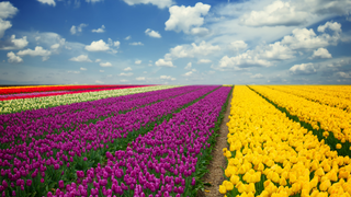 Foto van Bloembollenroutes voor minder mobiele inwoners in de Duin- en Bollenstreek