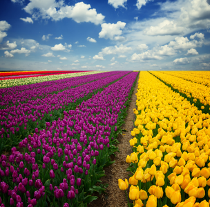 Logo voor Bloembollenroutes voor minder mobiele inwoners in de Duin- en Bollenstreek